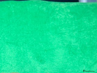 Abyssinian cats Gorgeous Abyssinian Kittens Only Sorrel girl left - Advert 6