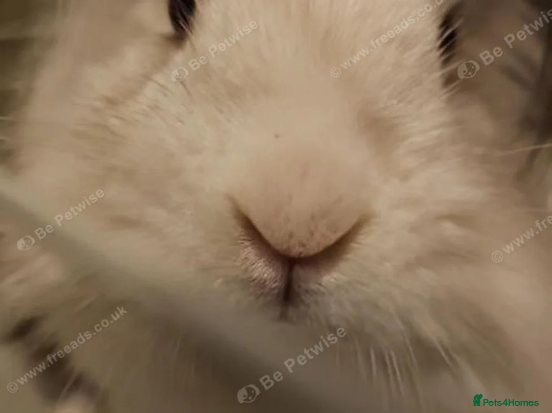 Lionhead rabbits for sale: Adorable bunny looking for a loving new family in Telford - Advert 2