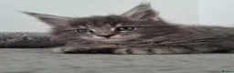 Maine Coon cats for sale: King size Purebred Maine Coon kittens  in Glasgow - Advert 14