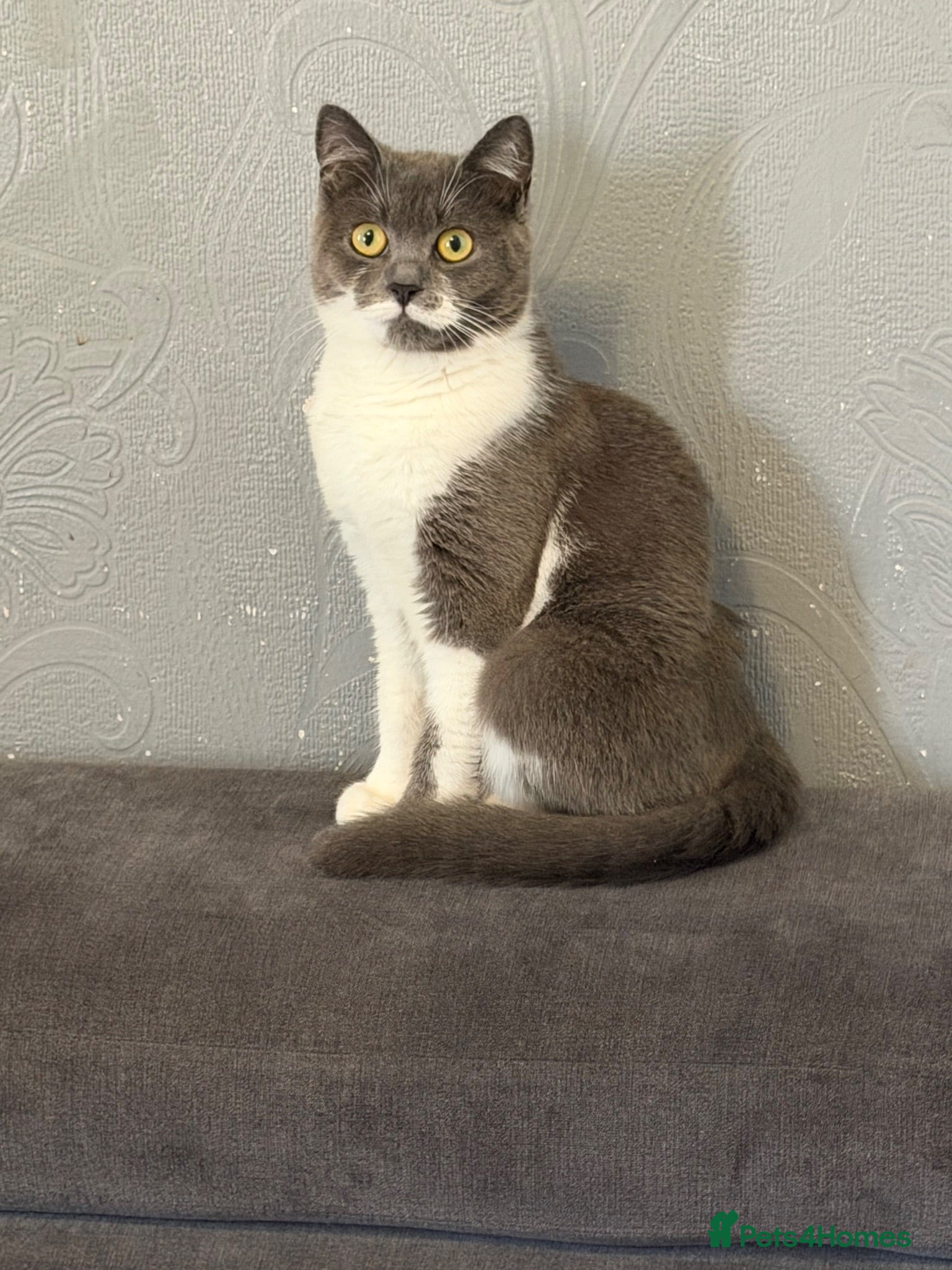British Shorthair cats British shorthair mix  - Advert 2