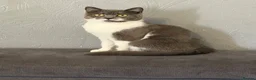 British Shorthair cats for sale: British shorthair mix  - Advert 1
