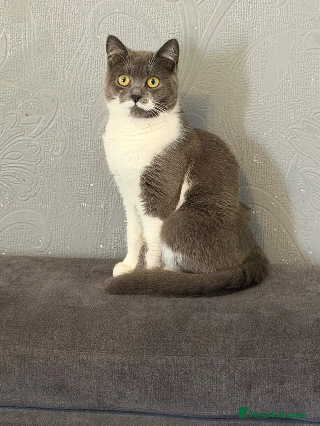 British Shorthair cats for sale: British shorthair mix  - Advert 1