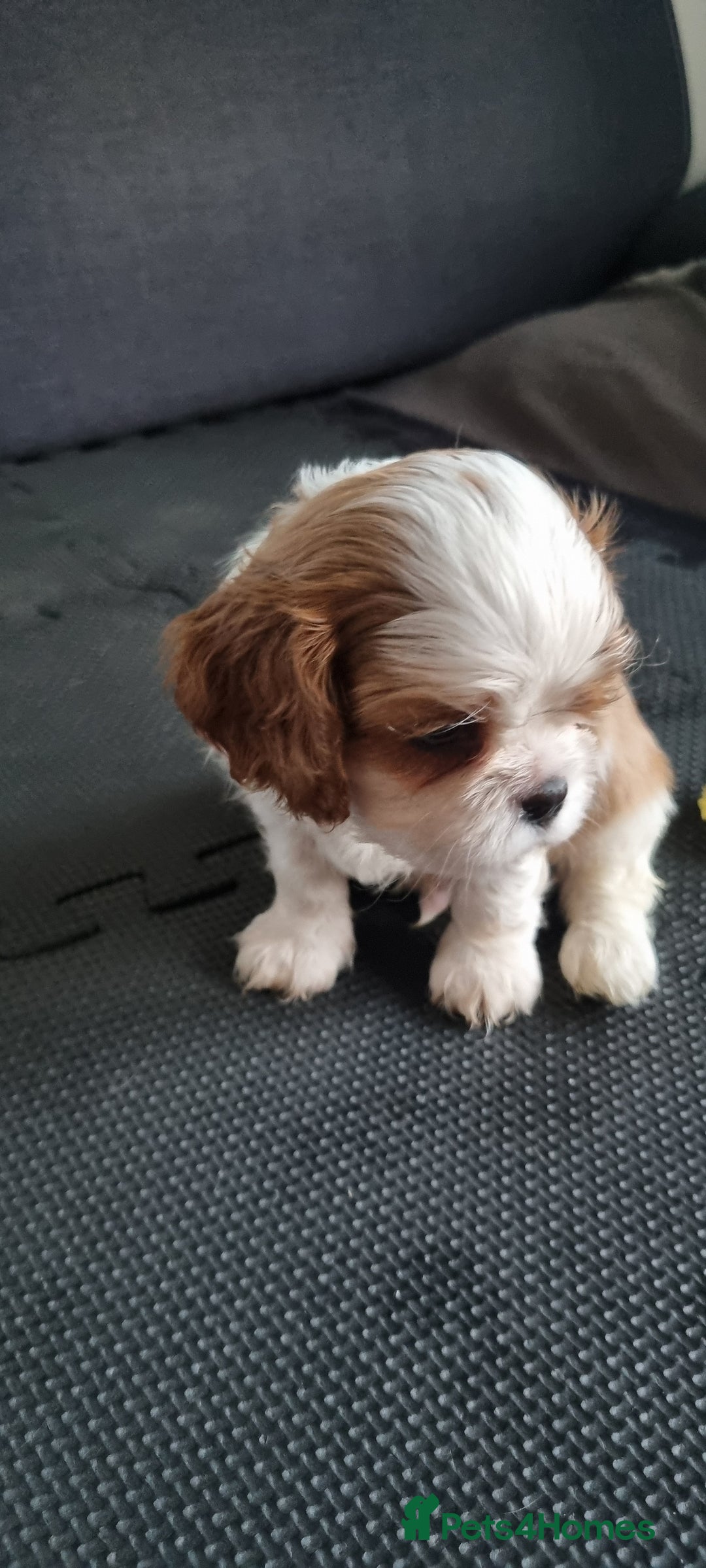Cavalier King Charles Spaniel dogs for sale: Cavaliers King Charles spaniels - Image 21