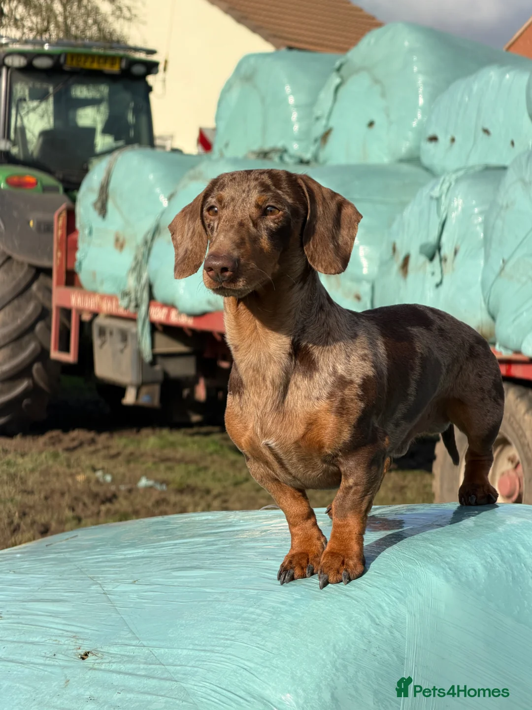 Miniature Dachshund dogs for stud: Miniature dachshund for stud  in York - Advert 3