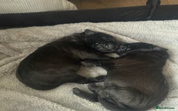Mixed Breed dogs for sale: 3 beautiful boys for sale  - Image 17