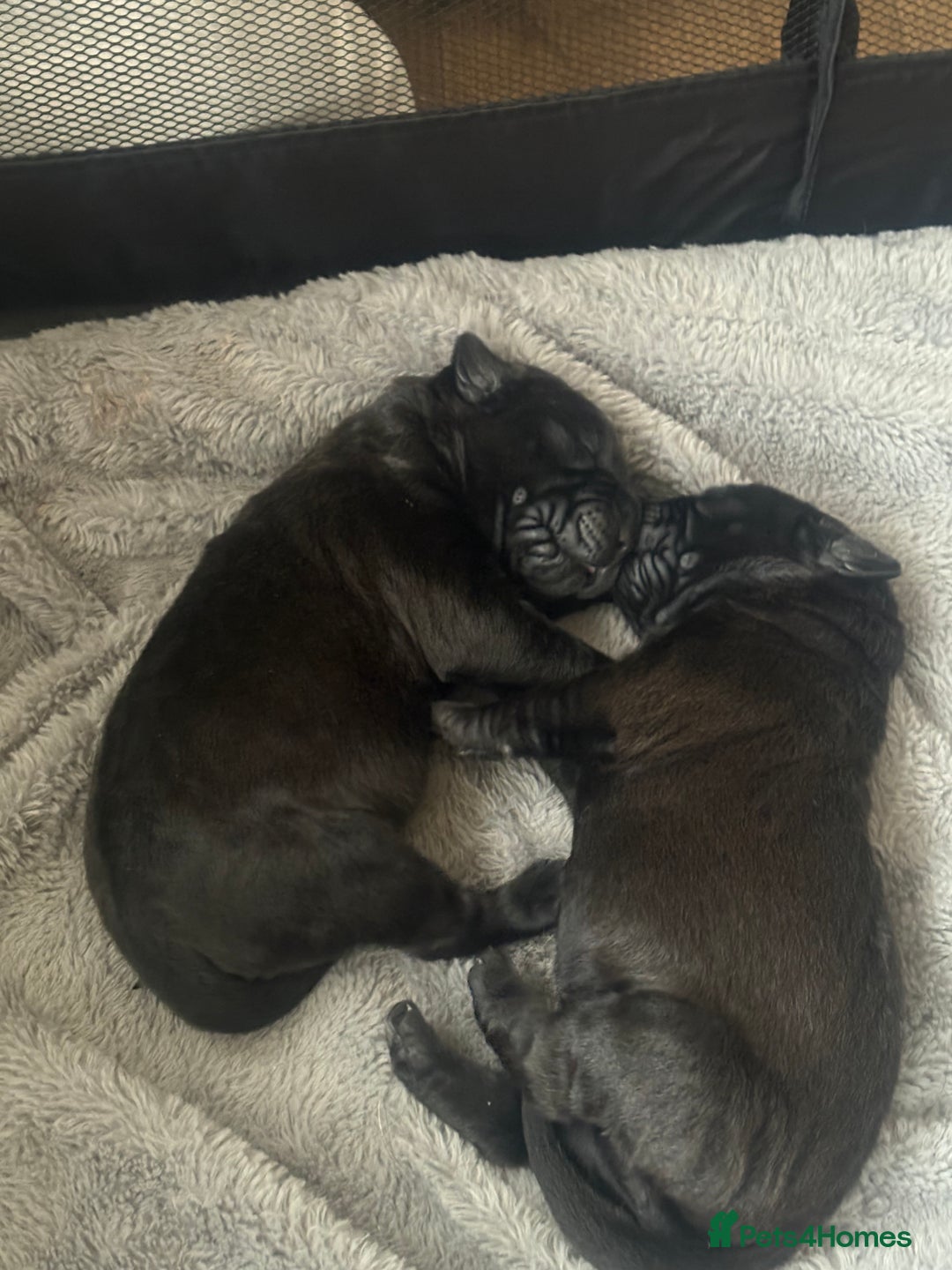 Mixed Breed dogs for sale: 3 beautiful boys for sale  - Image 17