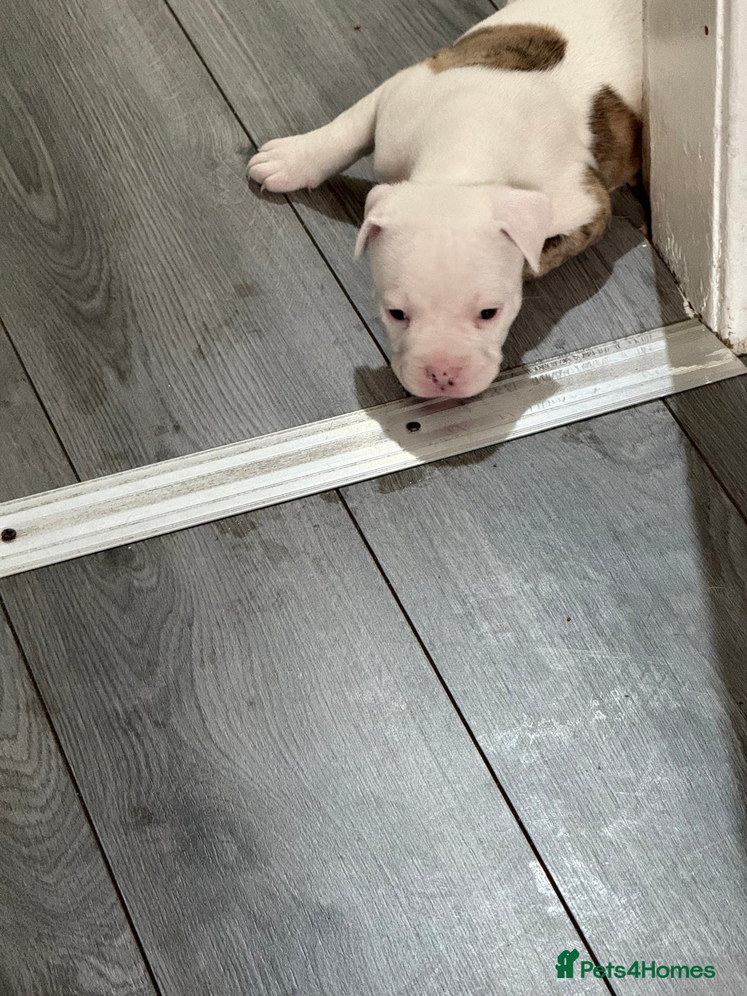 American Bulldog dogs for sale: American bulldog puppies - Advert 5
