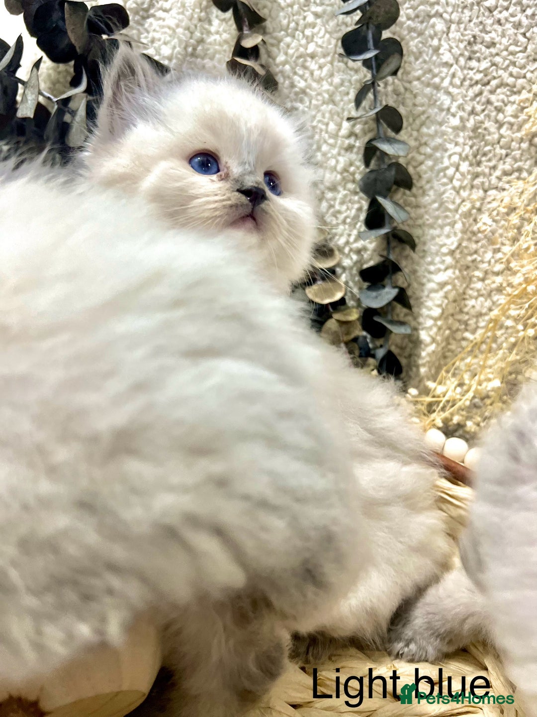 Ragdoll cats for sale: Hello Ragdoll lover‼️ - Advert 4