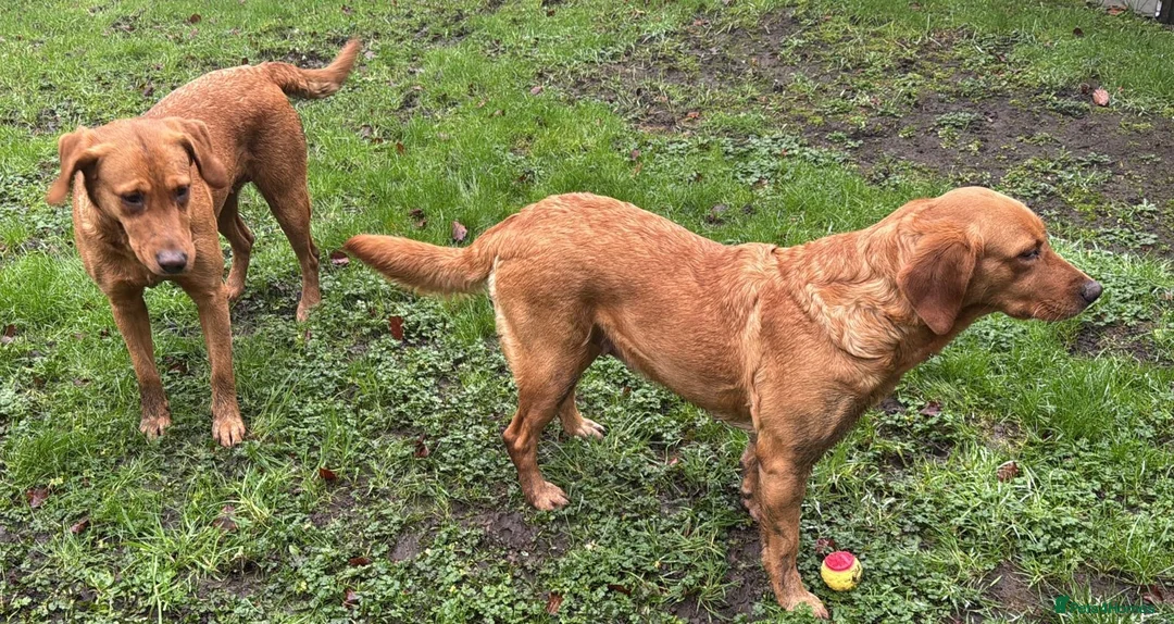 Goldador dogs for sale: BORN FROM HIP, ELBOW AND DNA PERFECT PARENTS - Advert 12