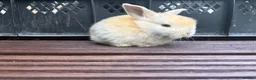 Mixed Breed rabbits for sale: English Spot cross Mini Lops in Ebbw Vale - Advert 6