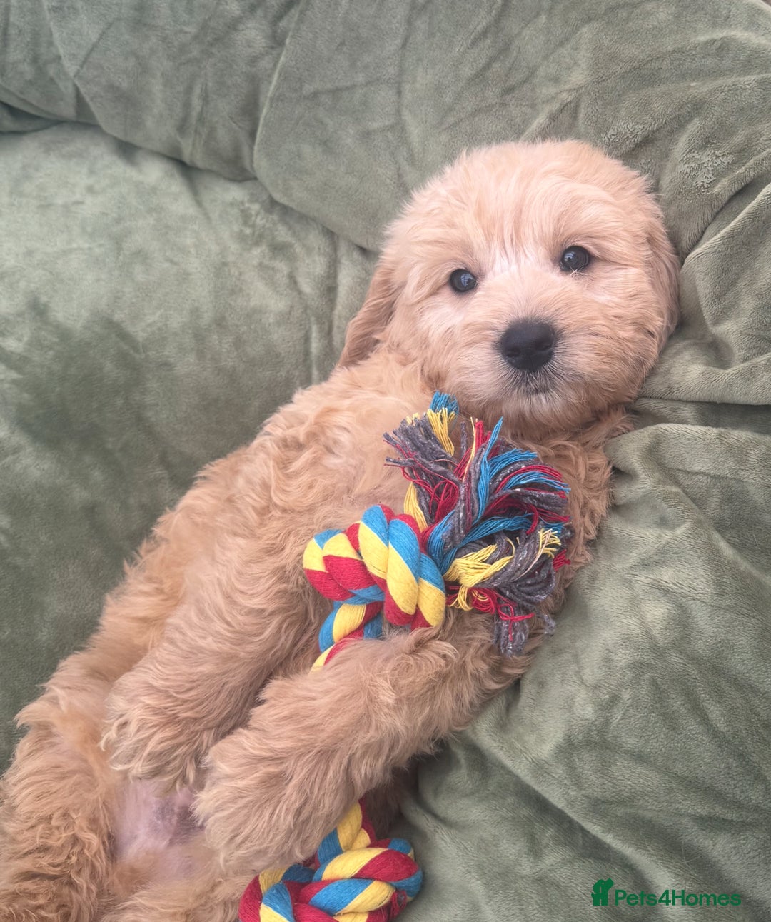 Goldendoodle dogs for sale: Healthy waggy happy puppies  - Image 7