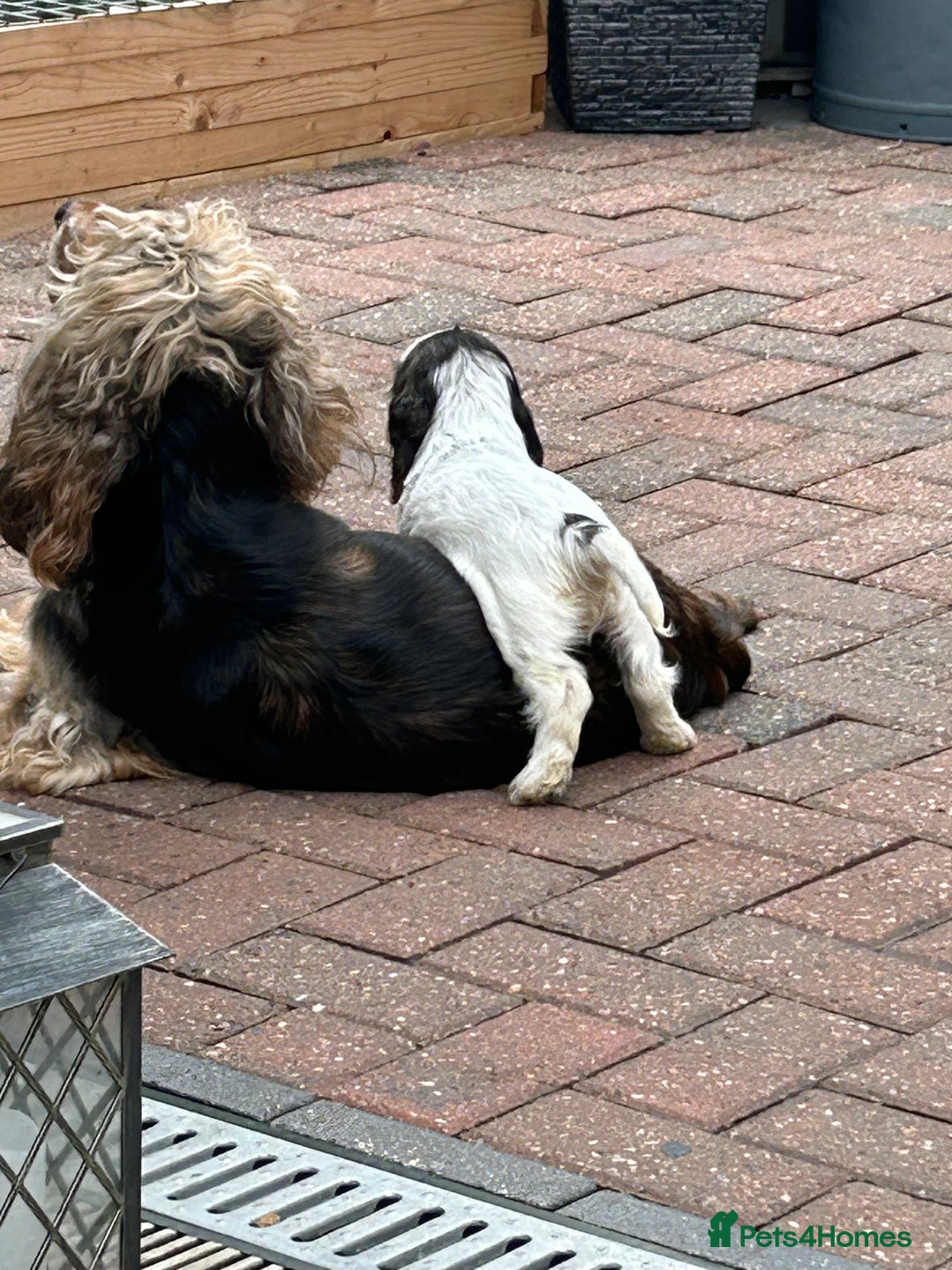Cocker Spaniel dogs for sale: Sable cockerspaniel puppies - Image 13