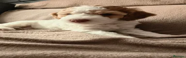 Cockapoo 1