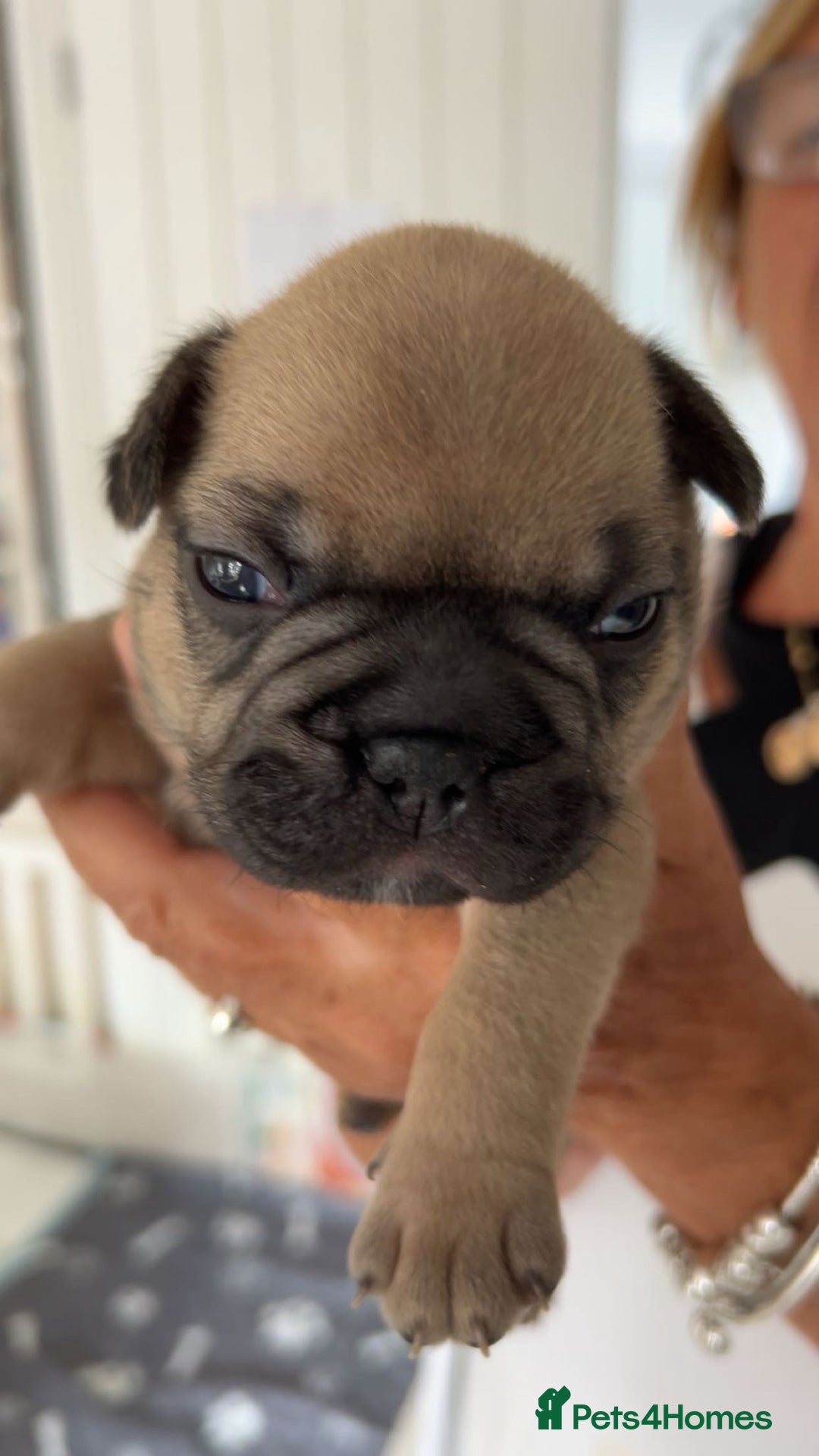 French Bulldog dogs for sale: French Bulldog puppies - Image 29