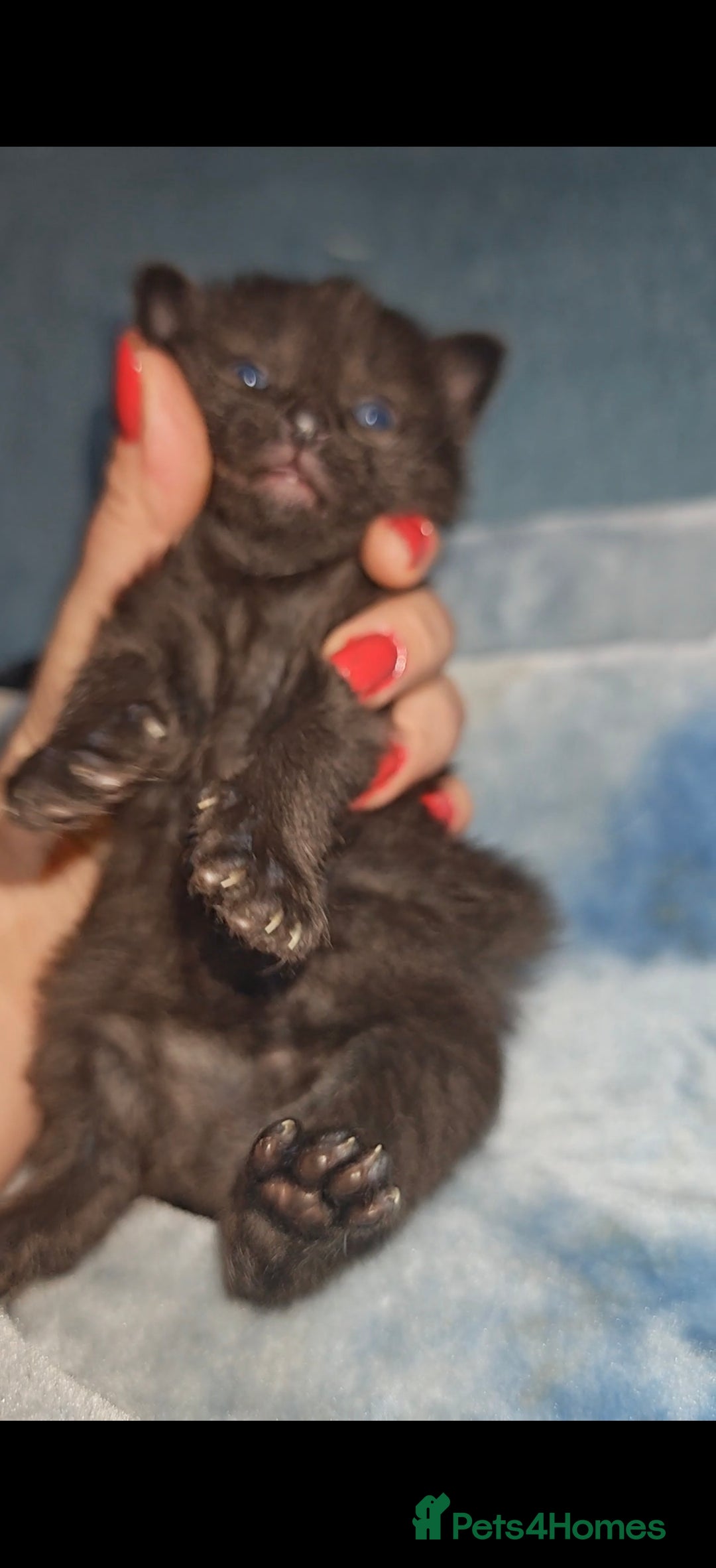 Mixed Breed cats for sale: Beautiful kittens  - Advert 14