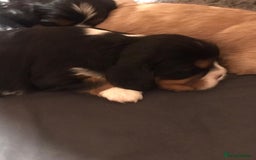 Cavalier King Charles Spaniel dogs for sale: King Charles cavalier  - Advert 9