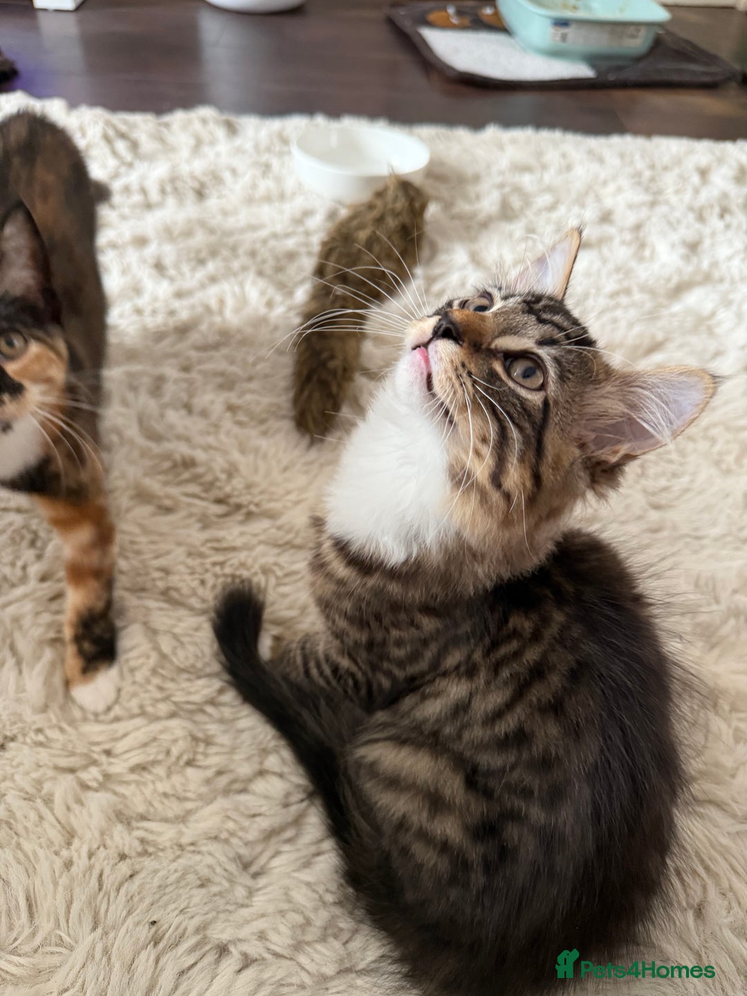 Mixed Breed cats for sale: 1 BEAUTIFUL KITTEN LEFT - 1 BOY! - Image 26