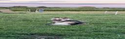 German Shepherd dogs for sale: Silverback German shepherd girl - Advert 6