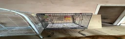 Ringnecks birds for sale: 2 ring neck parrots for sale  in Keighley - Advert 3