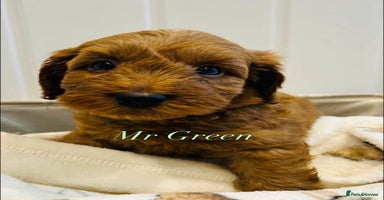 Cavapoo dogs - Advert 9
