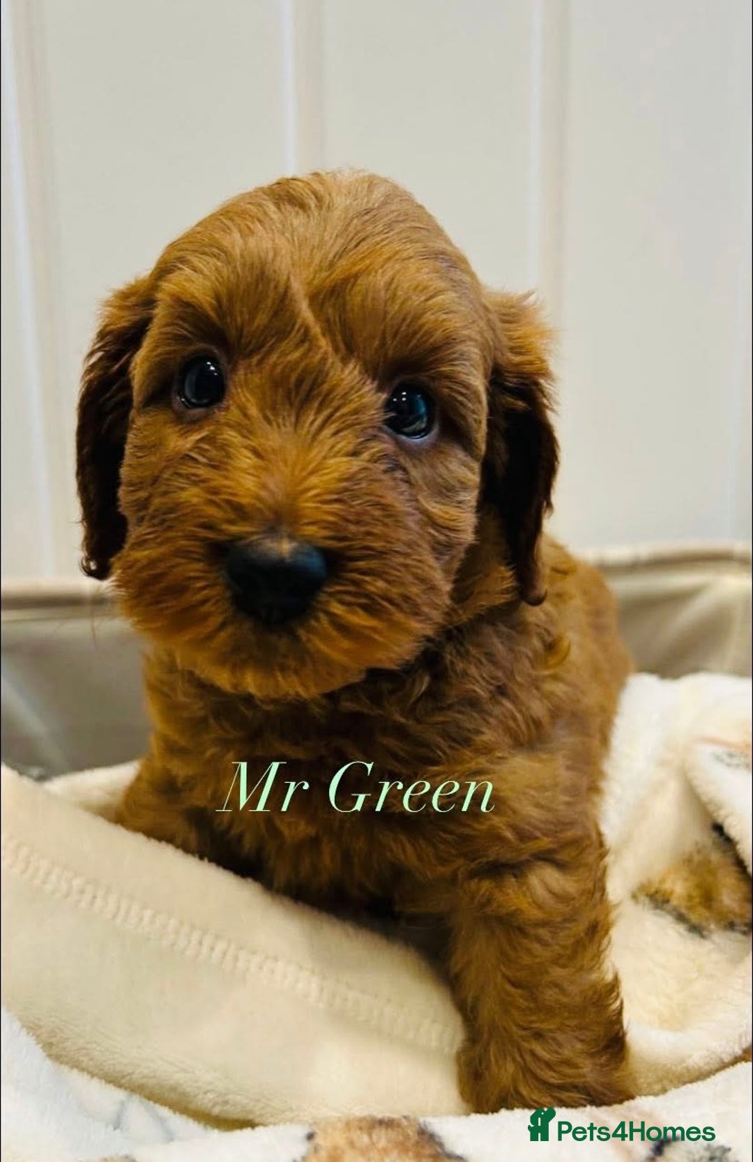 Cavapoo dogs for sale: Stunning Health Tested F1BB Cavapoo’s 🧬 - Image 4