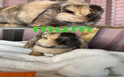 Mini Lion Lop rabbits for sale: mixed litter of mini lion lops - Image 9