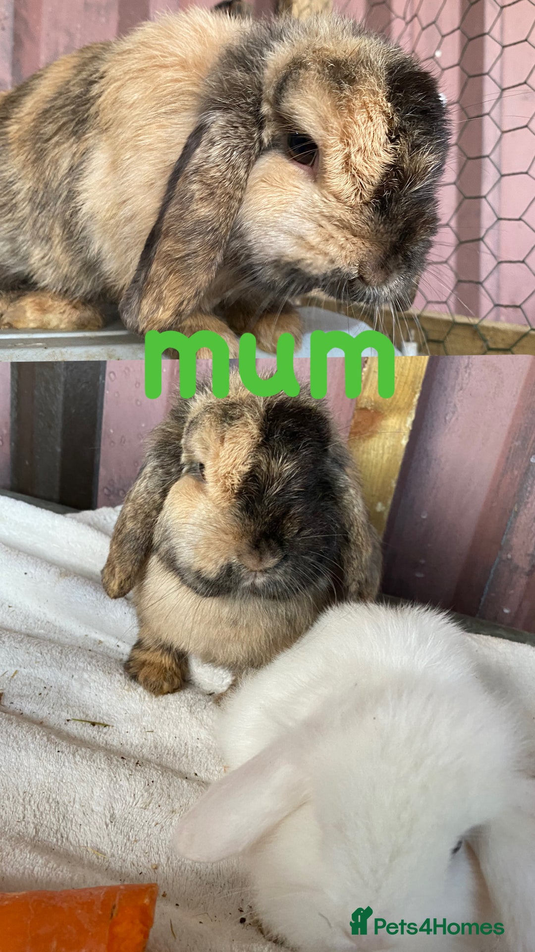 Mini Lion Lop rabbits for sale: mixed litter of mini lion lops - Image 9