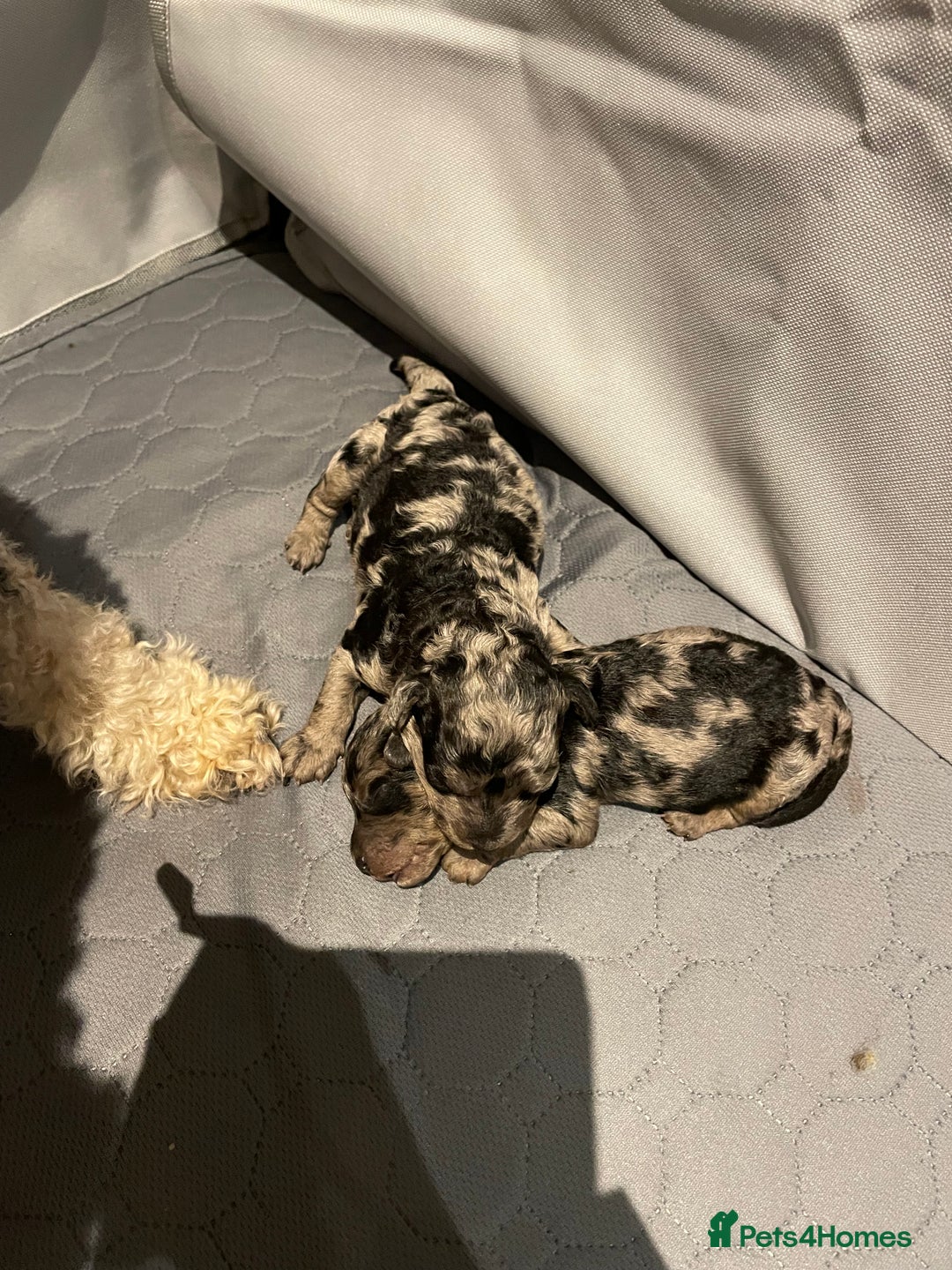 Cockapoo dogs for sale: 3 beautiful cockapoo puppies for sale  - Advert 12