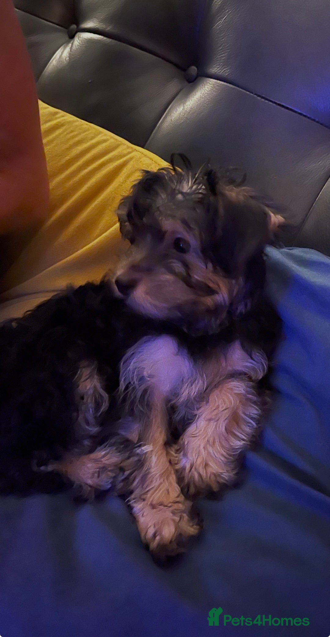 Mixed Breed dogs for sale: Adorable Morkie Poo puppies - Advert 4