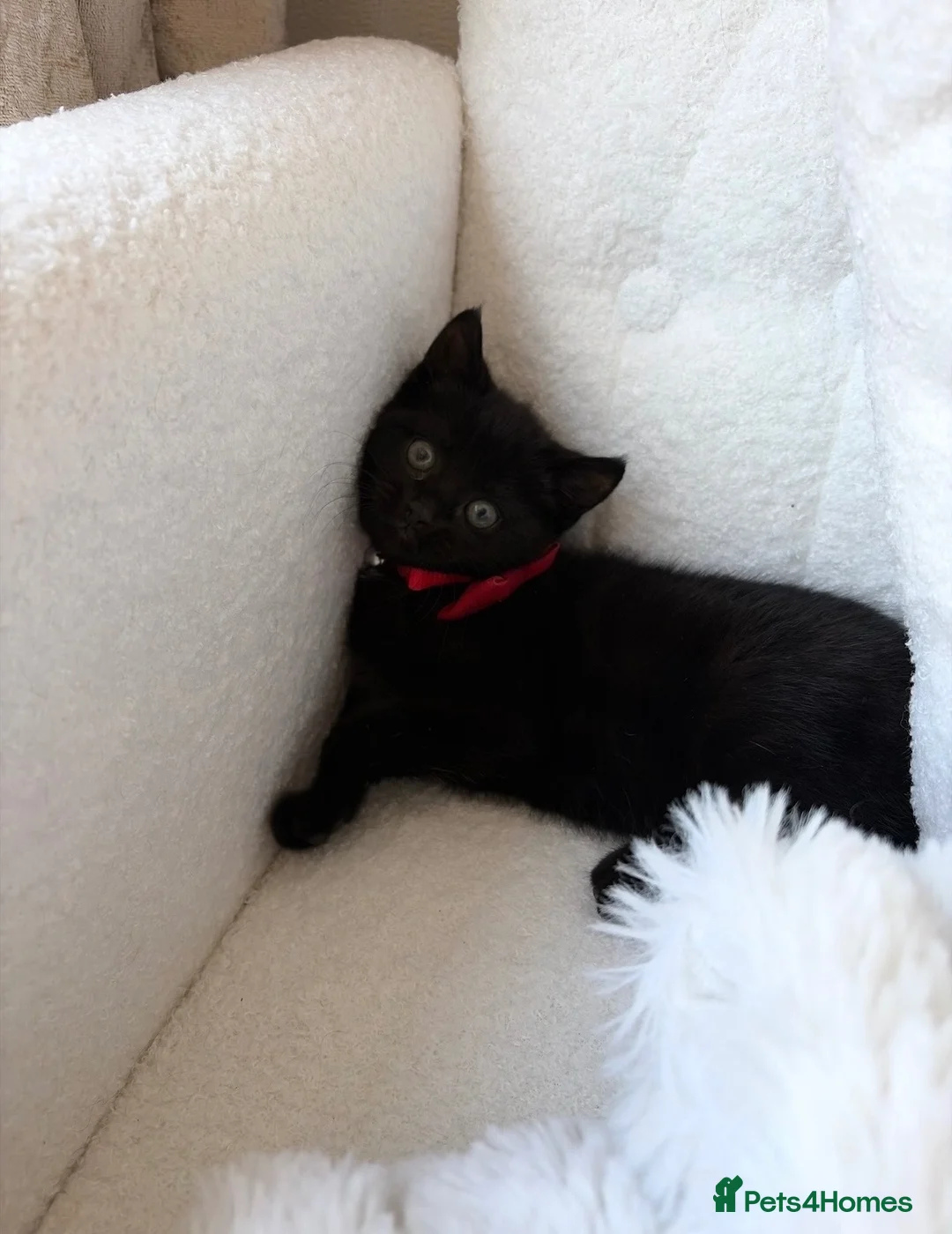 Russian Blue cats for sale: Mixed Russian blue black kitten 🩷 - Advert 1