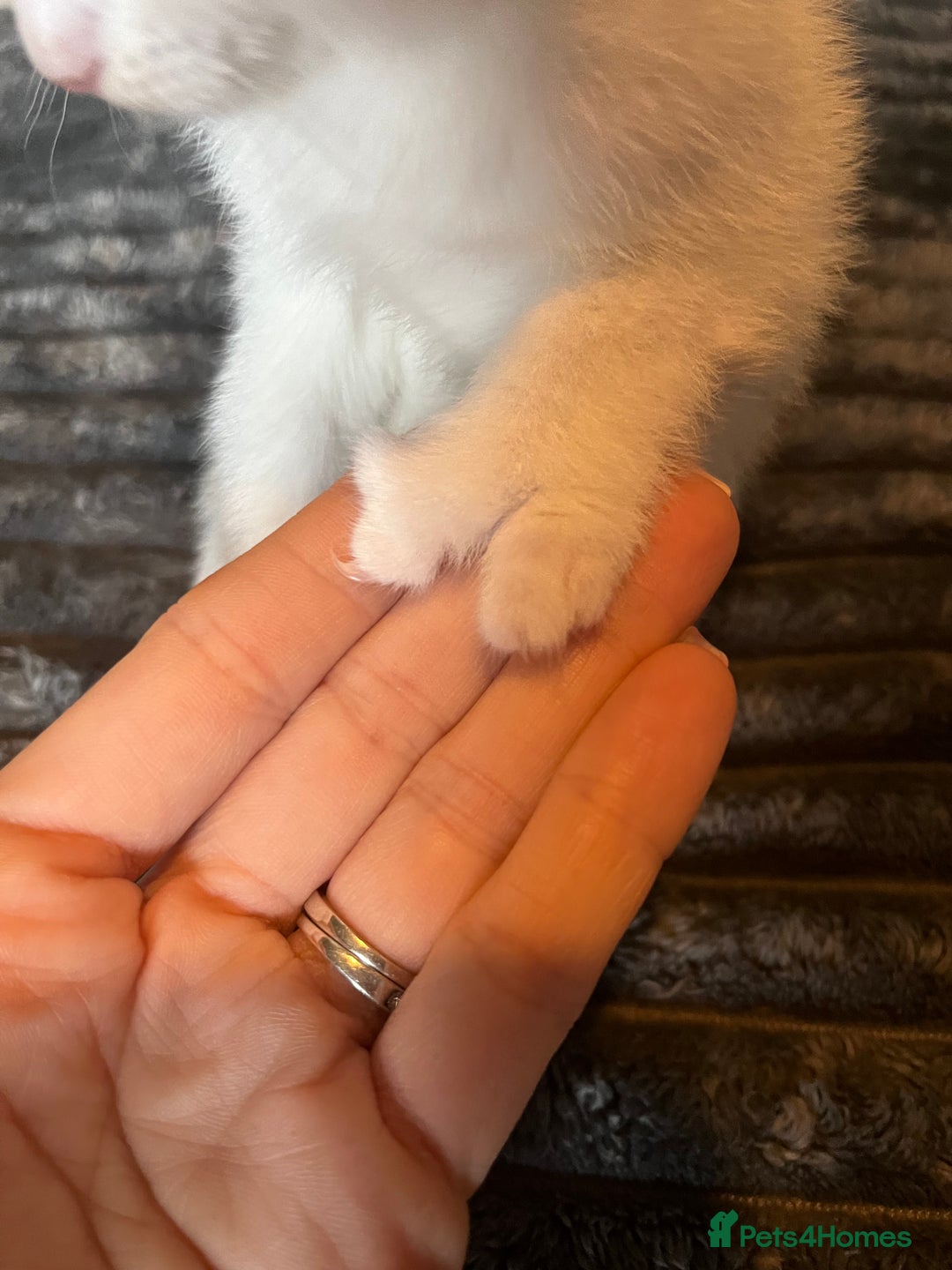 Mixed Breed cats for sale: Beautiful tri coloured kittens  - Advert 14