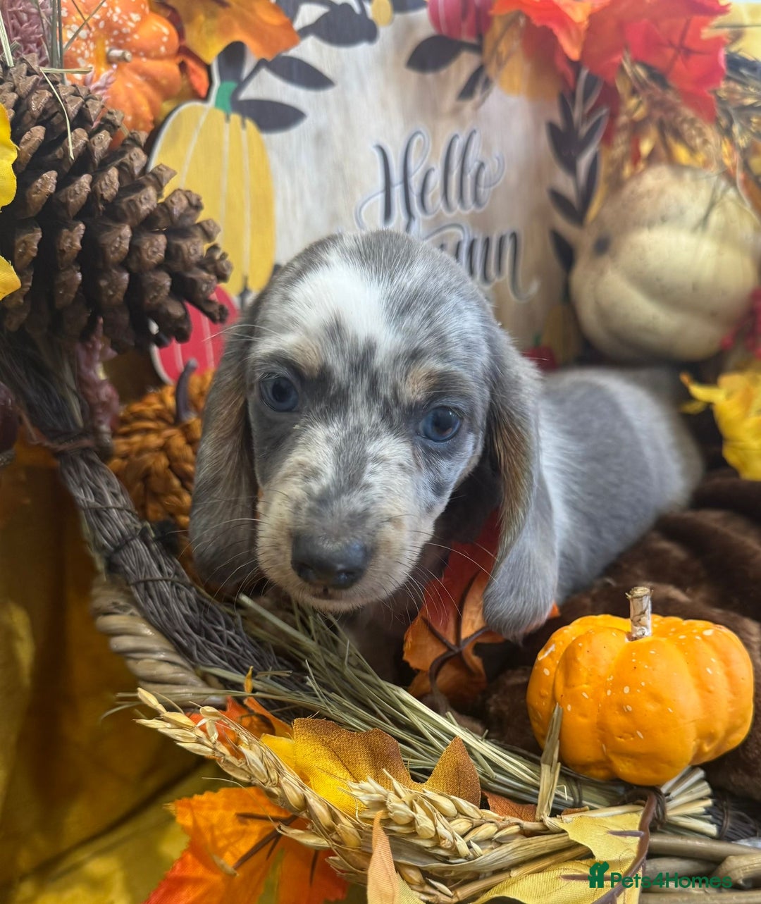 Miniature Dachshund dogs for sale: Miniature dachshunds - Advert 12