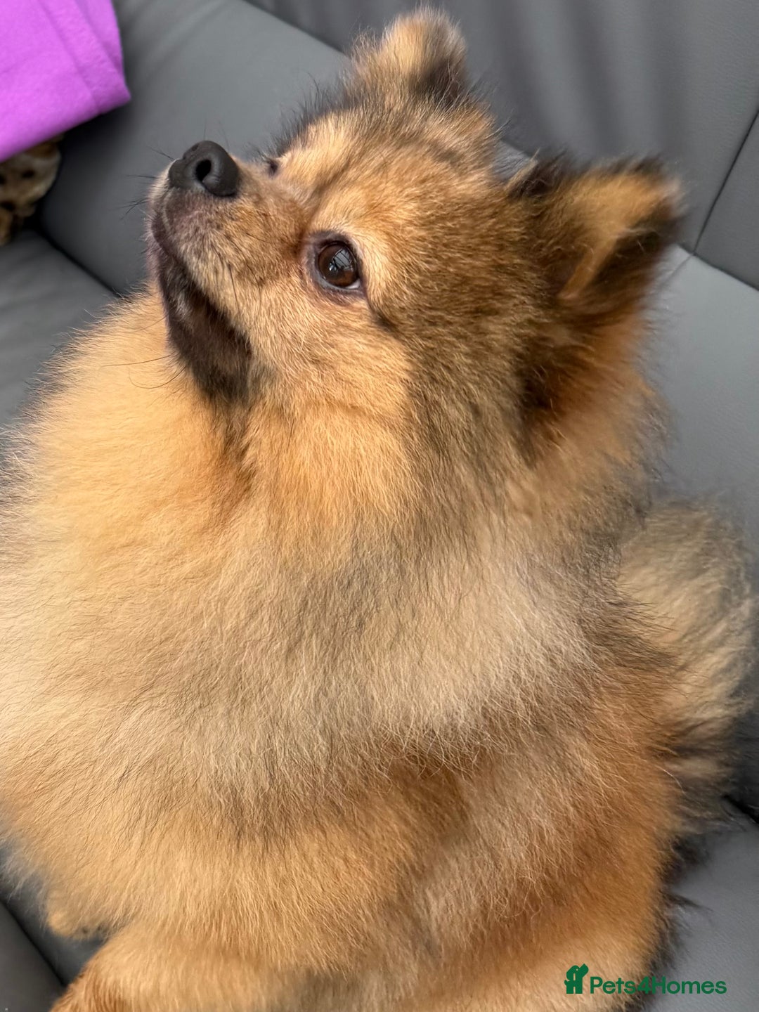 Pomeranian dogs for sale: Very fluffy Orange Sable Pomeranian boy  - Advert 21