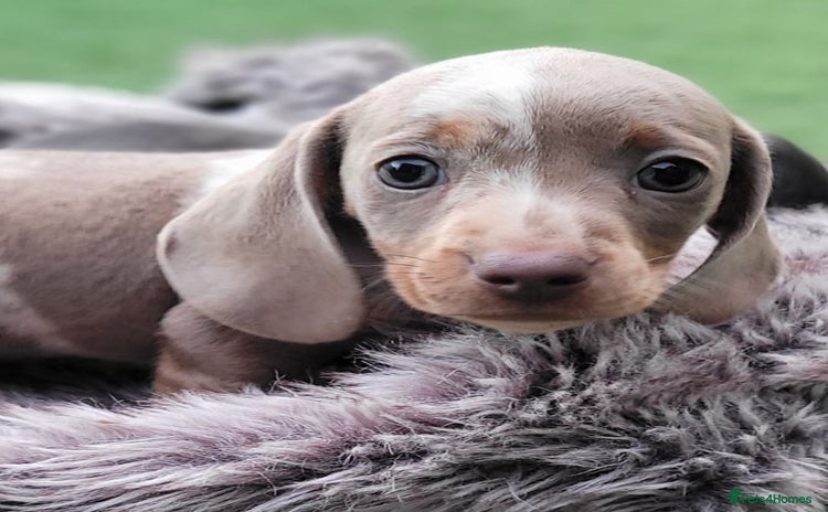 Miniature Dachshund dogs - Advert 14