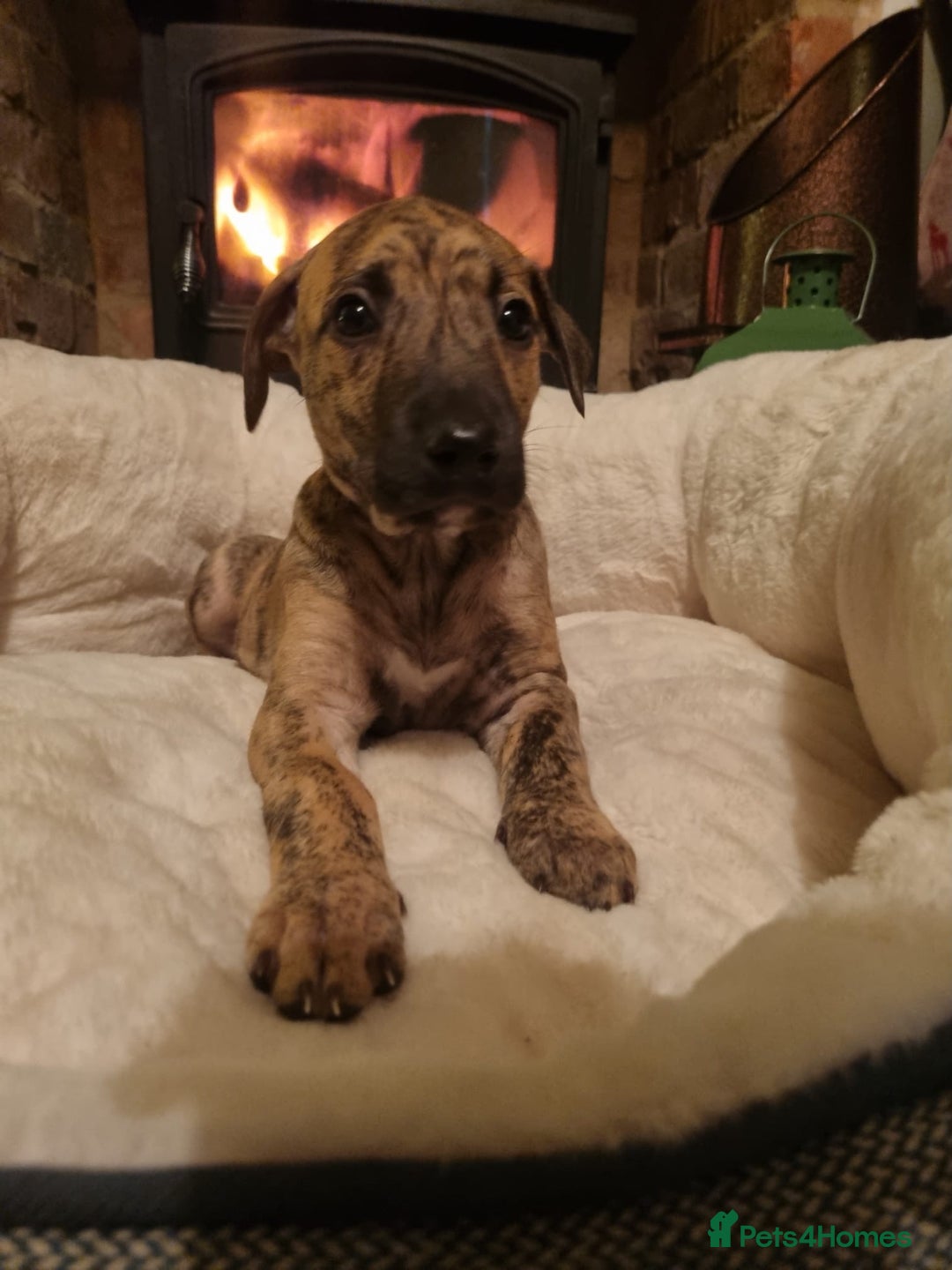 Lurcher dogs for sale: Stunning lurcher puppy’s  - Advert 11