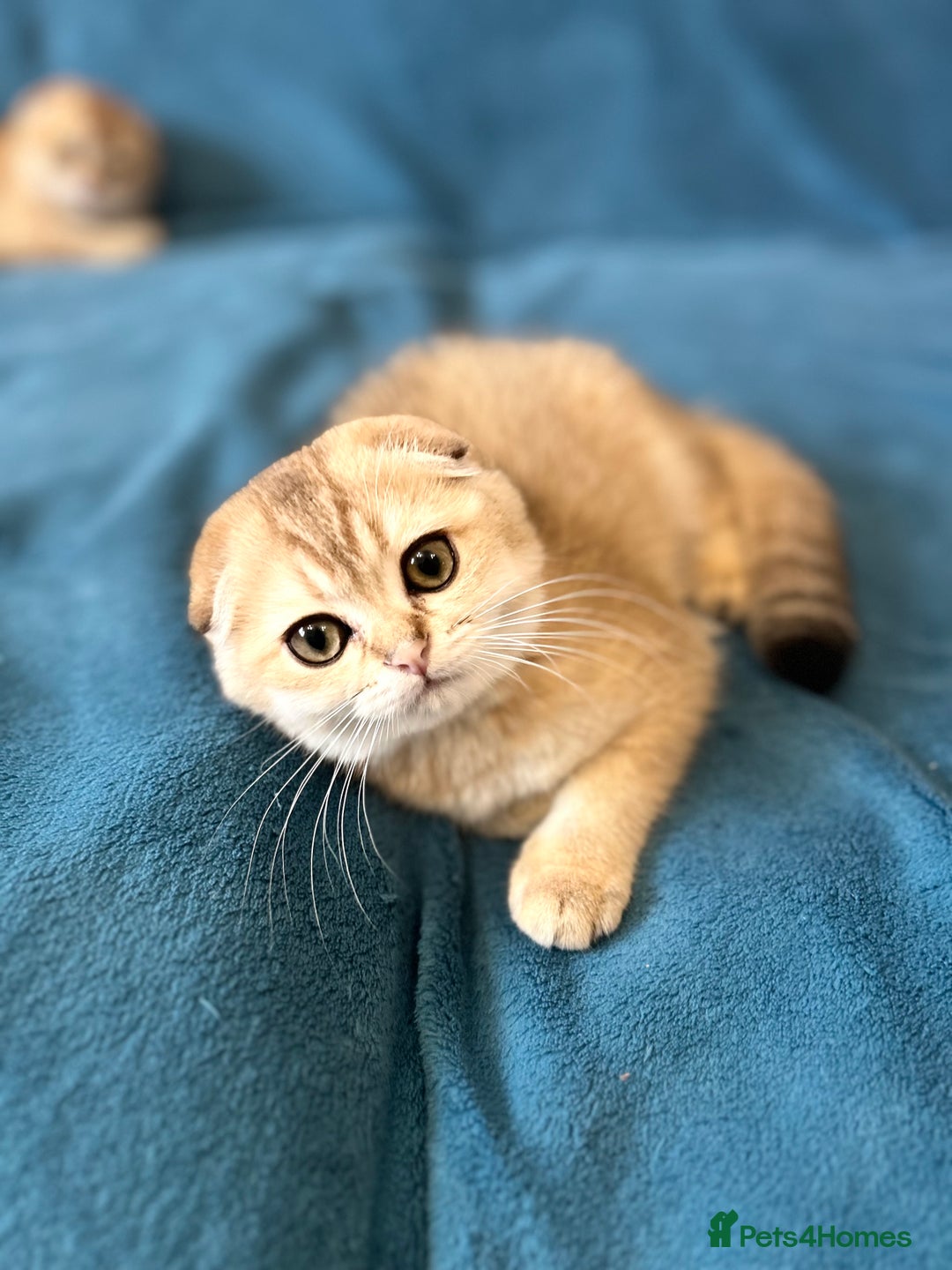 Scottish Fold cats for sale: Gold Chinchilla Scottish fold baby’s  - Image 13