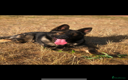 German Shepherd dogs for stud: DDR GERMAN SHEPHERD UP FOR STUD!! - Image 2