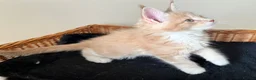 Maine Coon cats for sale: GCCF pedigree female Maine Coon kittens  - Advert 9