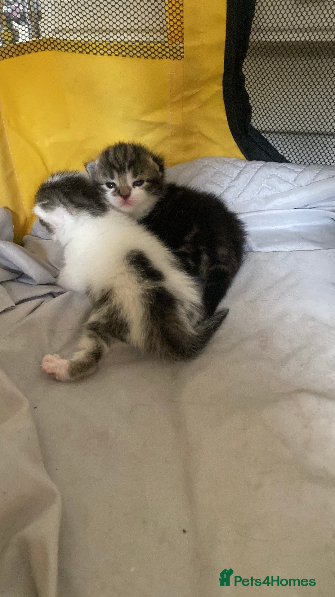 British Shorthair cats for sale: 4 kittens for sale  - Image 3