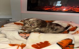 Cocker Spaniel dogs for sale: Cocker spaniel puppies - Image 8