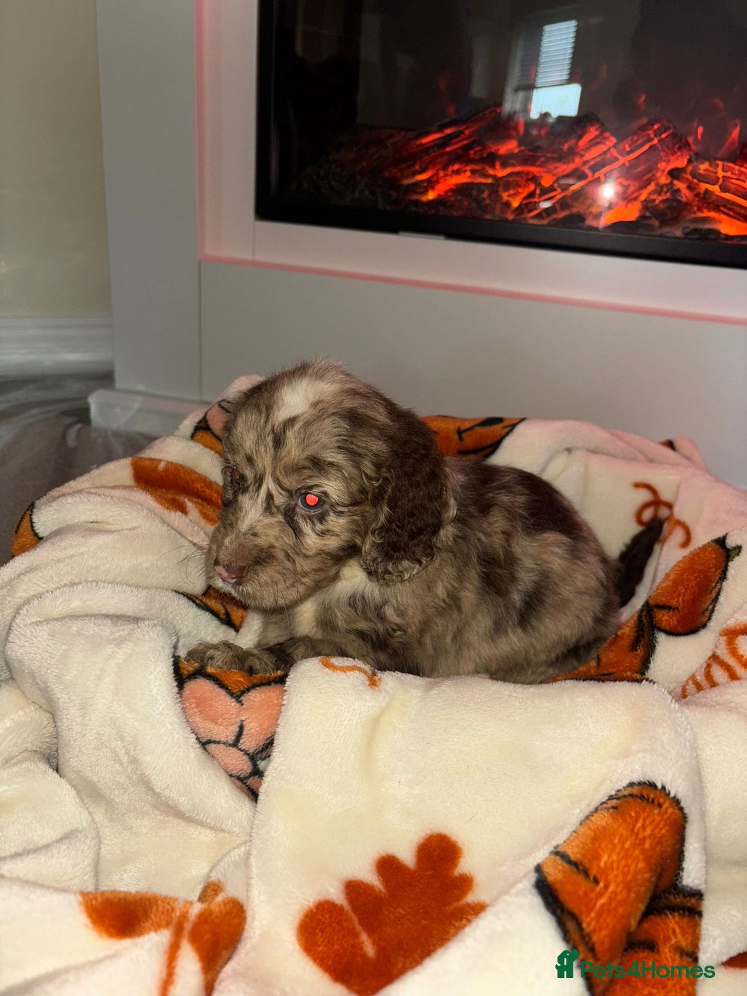 Cocker Spaniel dogs for sale: Cocker spaniel puppies - Image 8