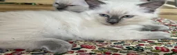 Ragdoll cats for sale:  Blue Ragdoll health tested ready now - Advert 7