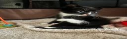 British Longhair cats for sale: Only 4 females  - Advert 7