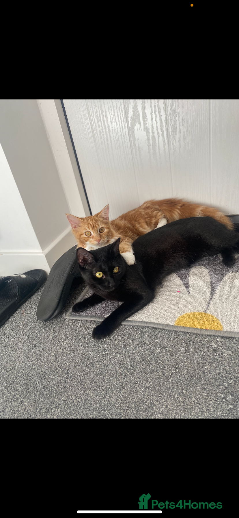 Domestic Shorthair cats 2 sister cats for sale - £80 for both - Advert 2