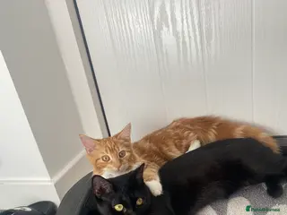 Domestic Shorthair cats 2 sister cats for sale - £100 for both - Advert 7