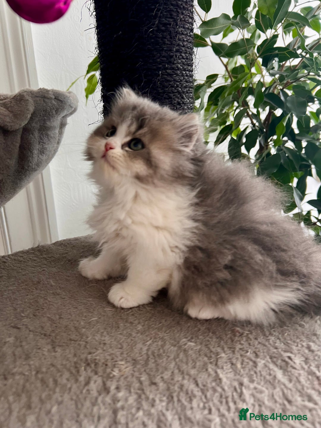 Selkirk Rex cats for sale: Selkirk rex kittens 😻 - Image 8
