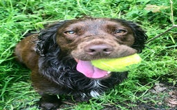 Sprocker dogs for stud: Sprocker Stud - Image 2