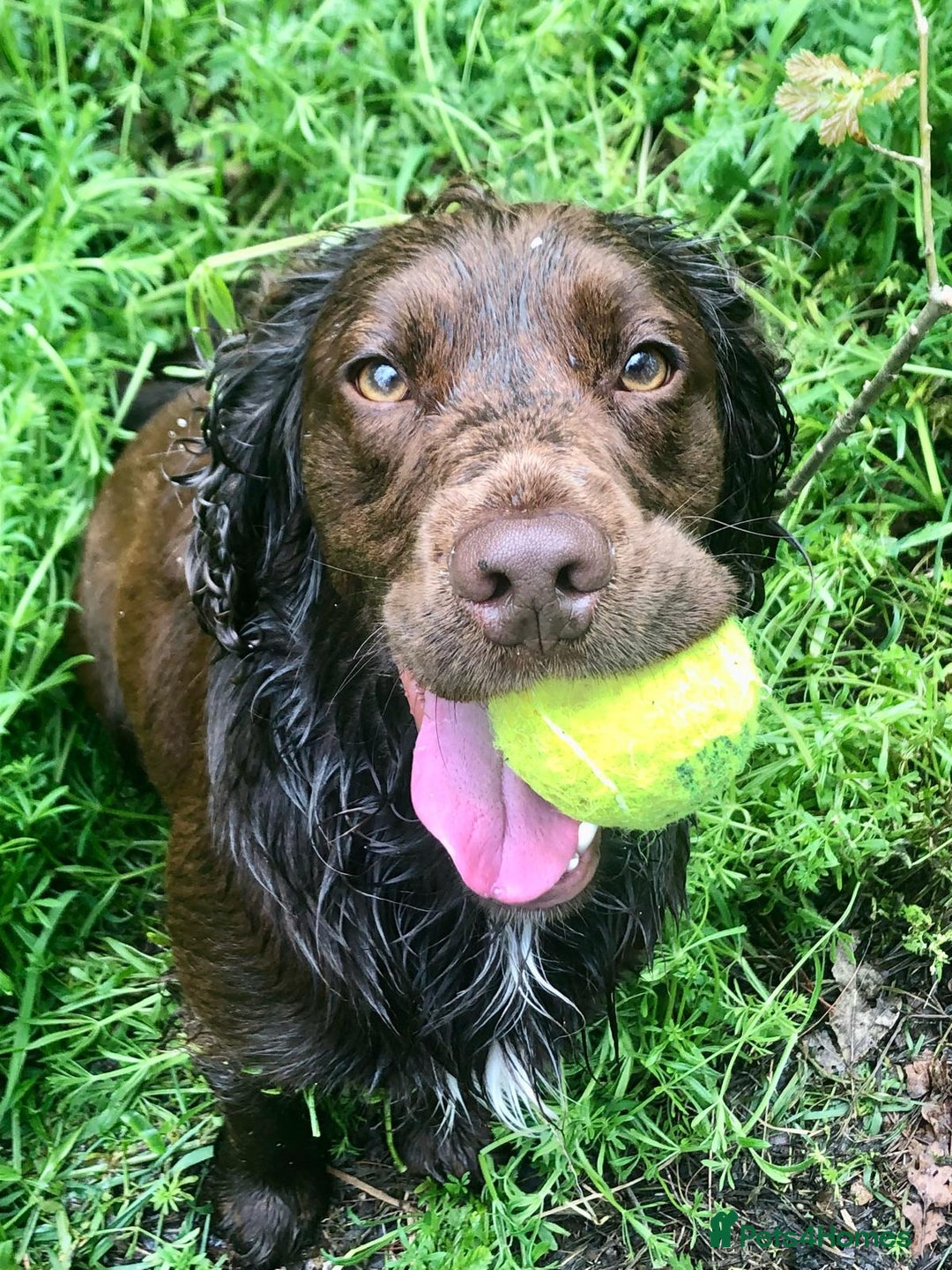 Sprocker dogs for stud: Sprocker Stud - Image 2