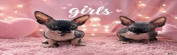 Sphynx cats for sale: Sphynx Kittens Looking for Their Forever Homes - Advert 5