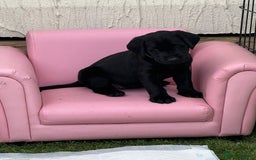 Labrador Retriever dogs for sale: Stunning black Labrador puppies  - Image 21